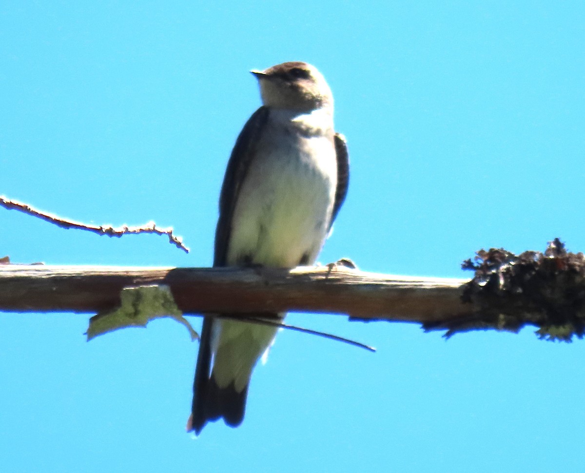 Northern Rough-winged Swallow - ML620160903