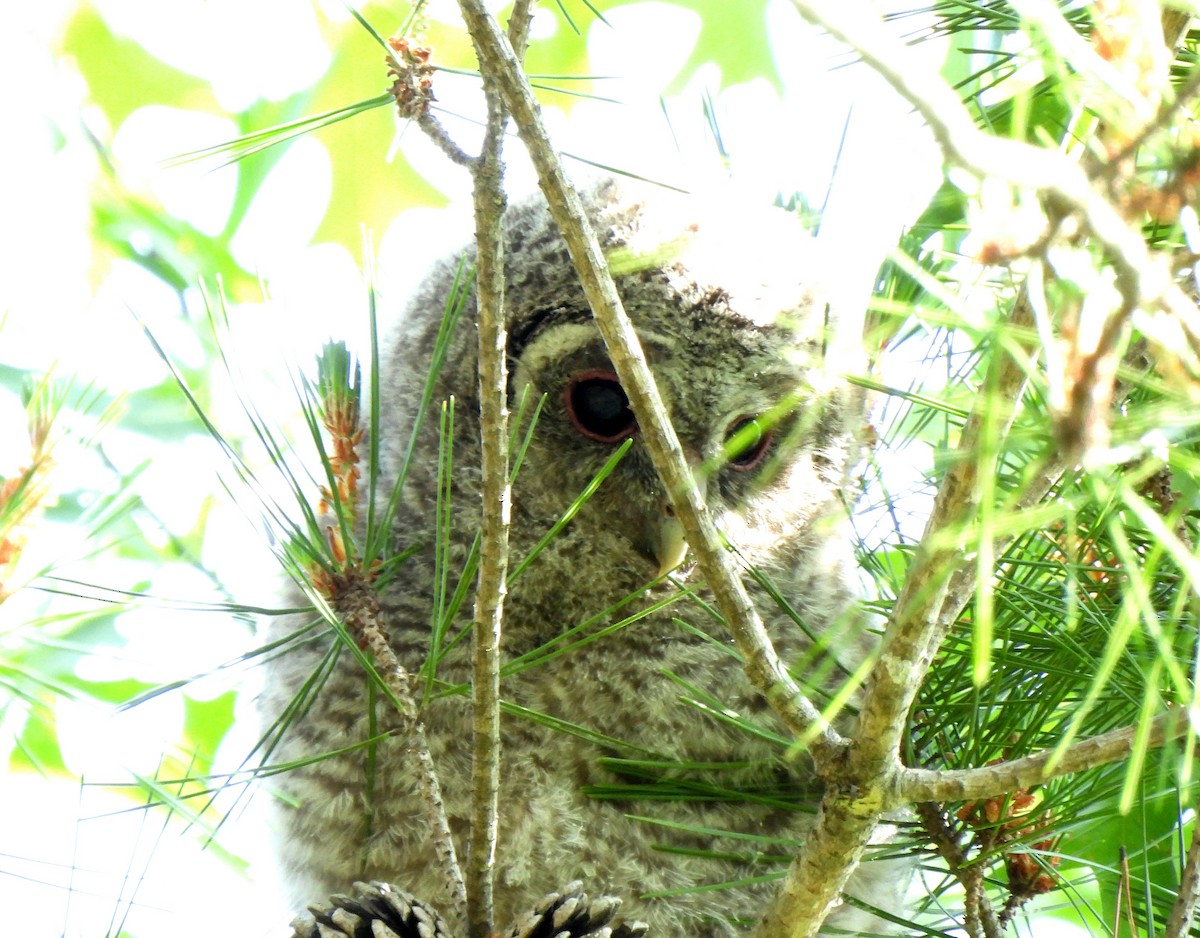 Himalayan Owl - ML620160909