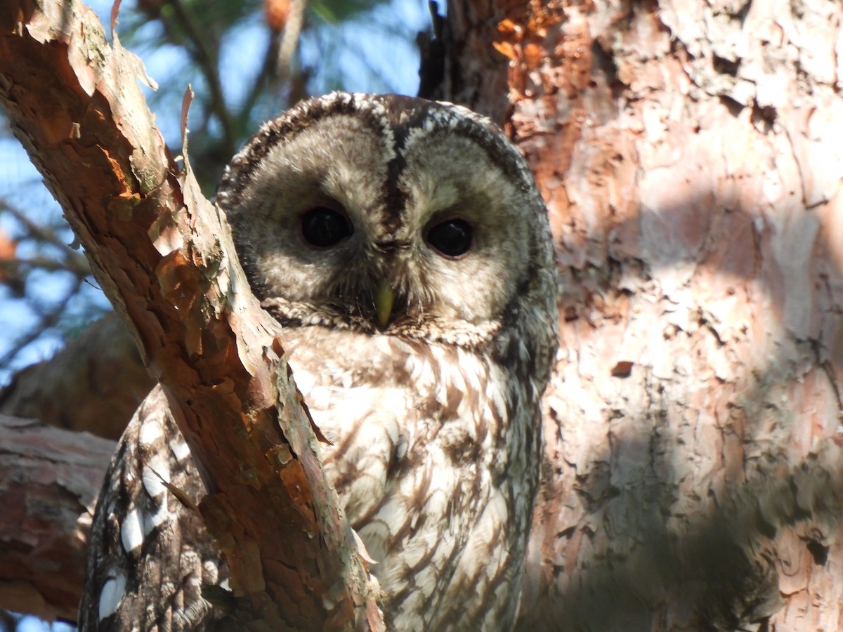 Himalayan Owl - ML620160912