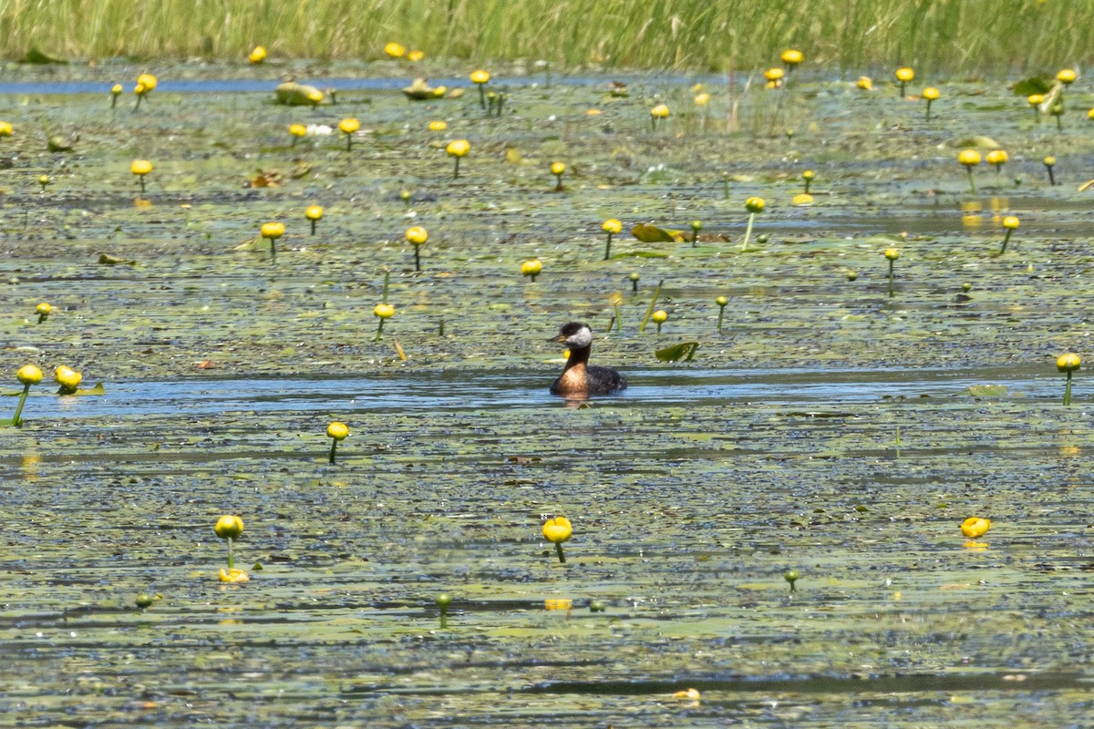 Red-necked Grebe - ML620160923