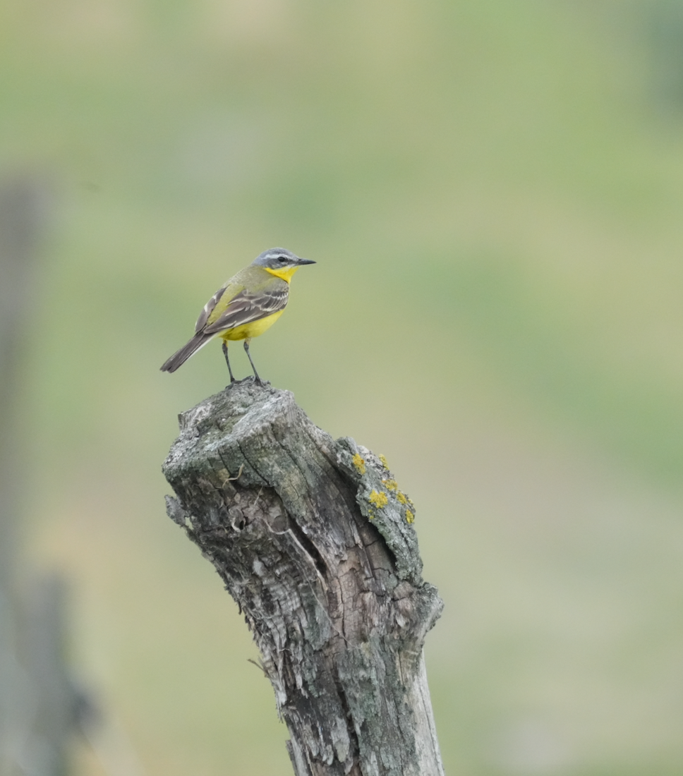 Western Yellow Wagtail - ML620160925