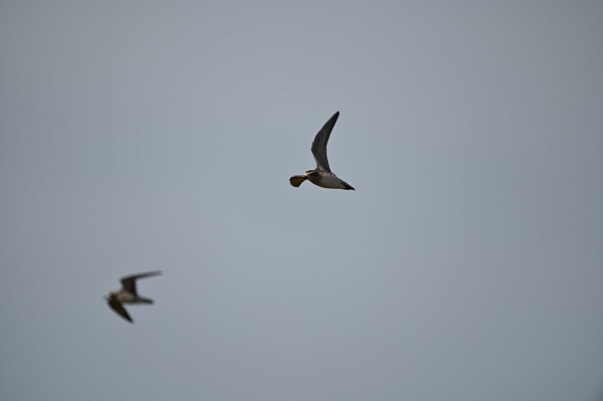 American Golden-Plover - ML620160935