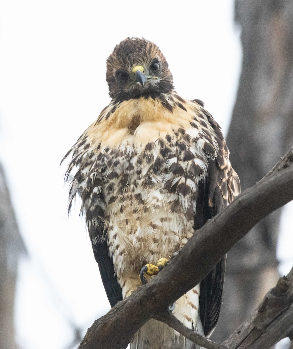 Red-tailed Hawk - ML620160939