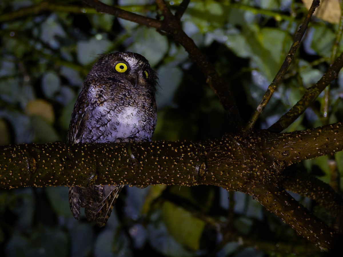 Mindanao Scops-Owl - ML620160940