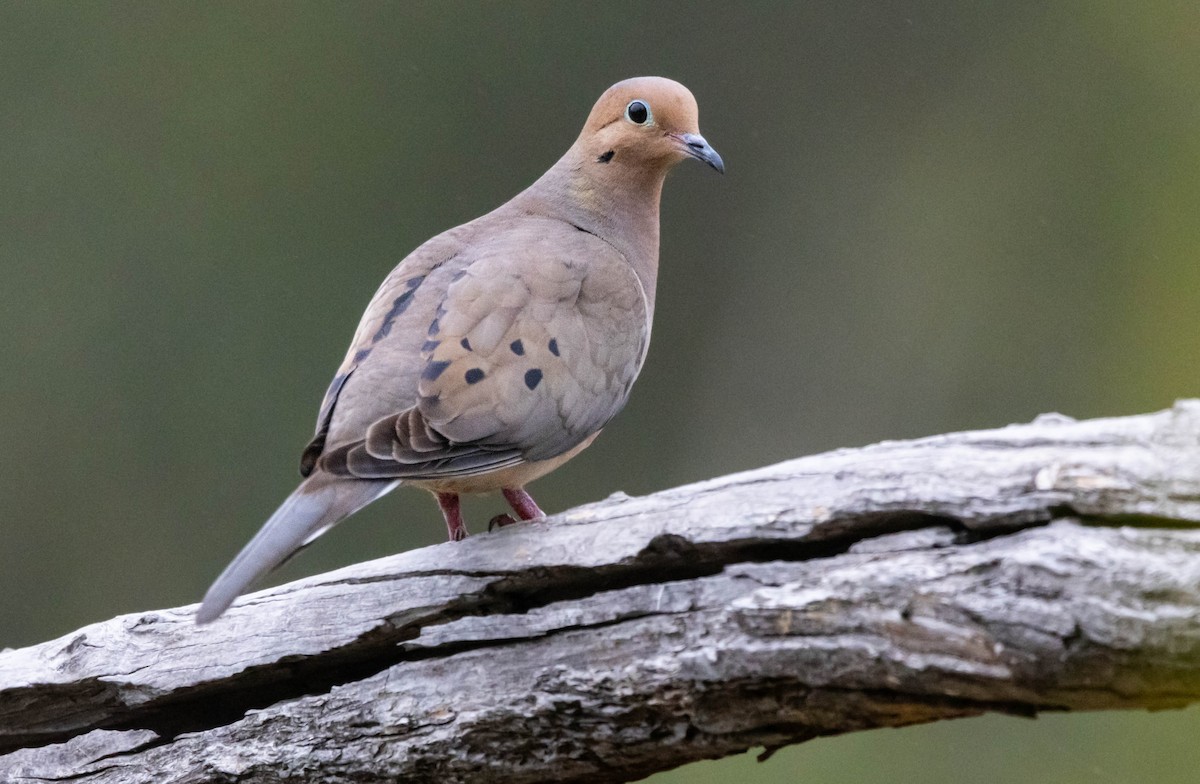 Mourning Dove - ML620160943