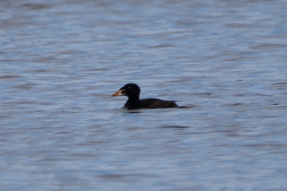 Surf Scoter - ML620160962