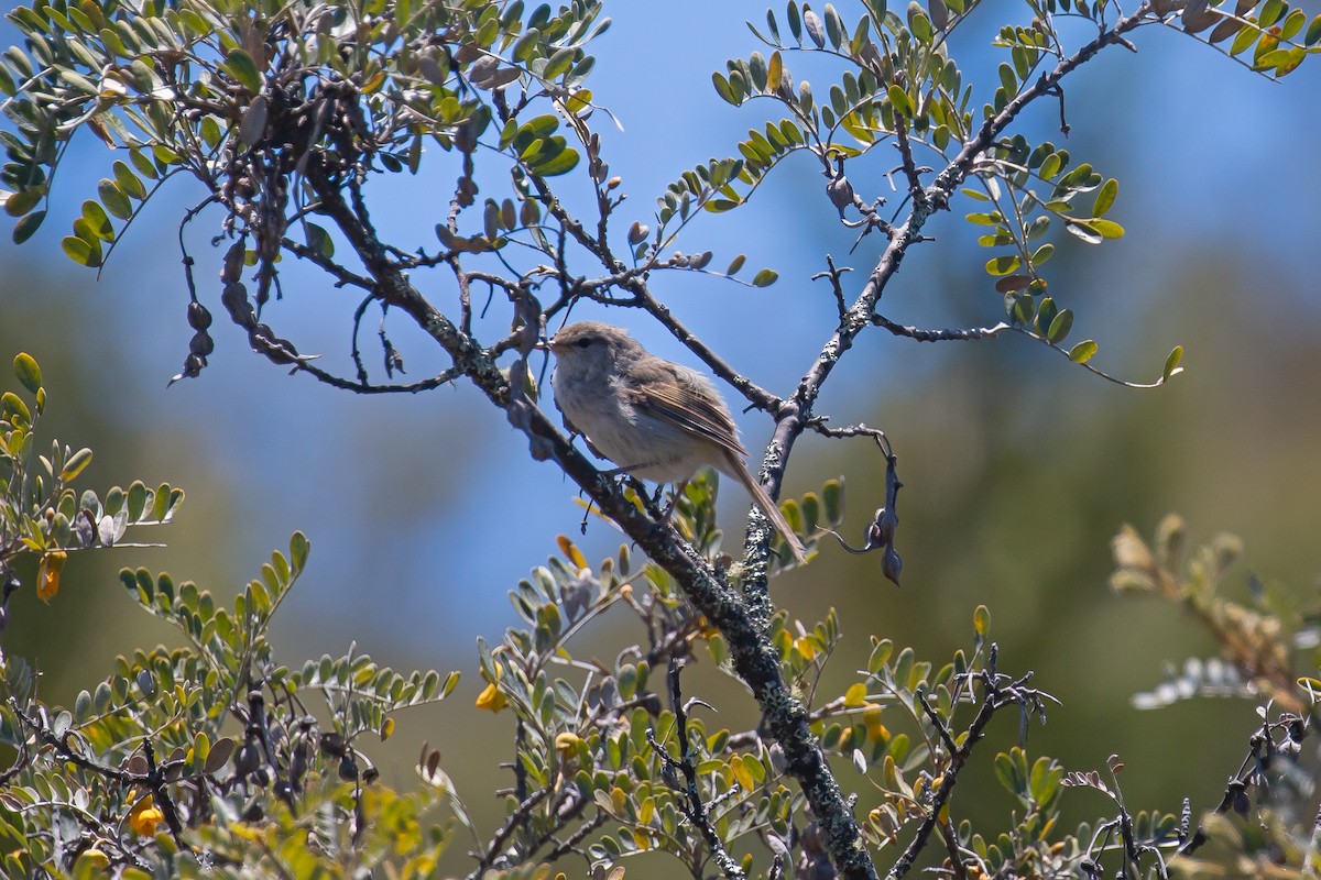 Japanese Bush Warbler - ML620160964