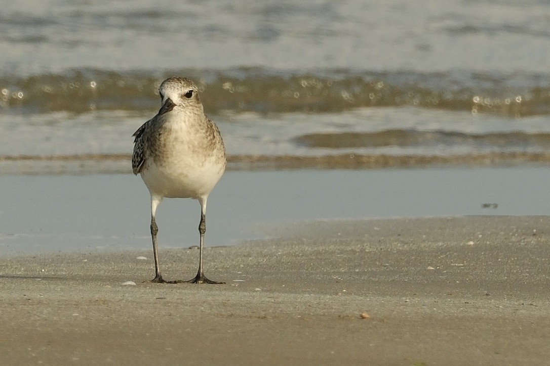 Pacific Golden-Plover - ML620160969