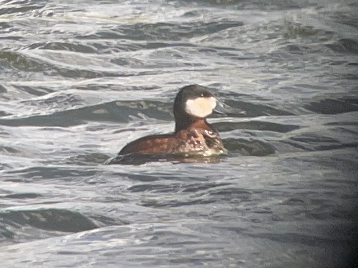 Ruddy Duck - ML620160977