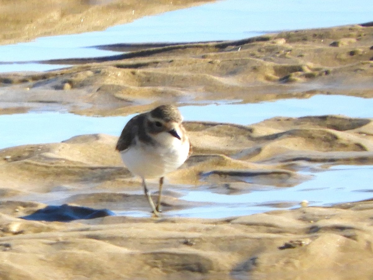 Double-banded Plover - ML620160986