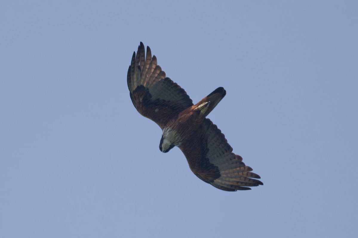 Rufous-bellied Eagle - ML620160992