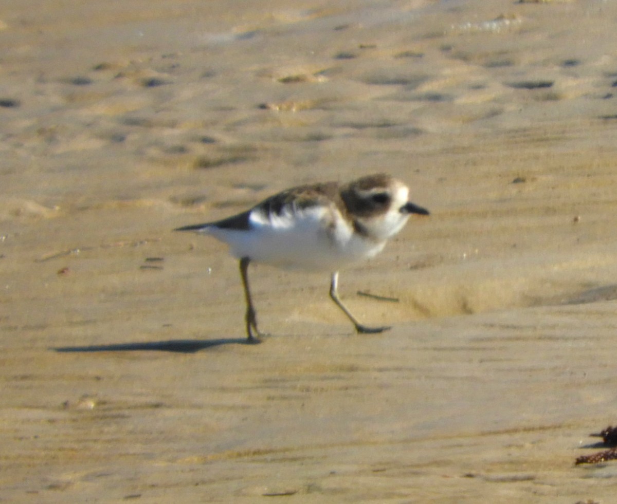 Double-banded Plover - ML620160994