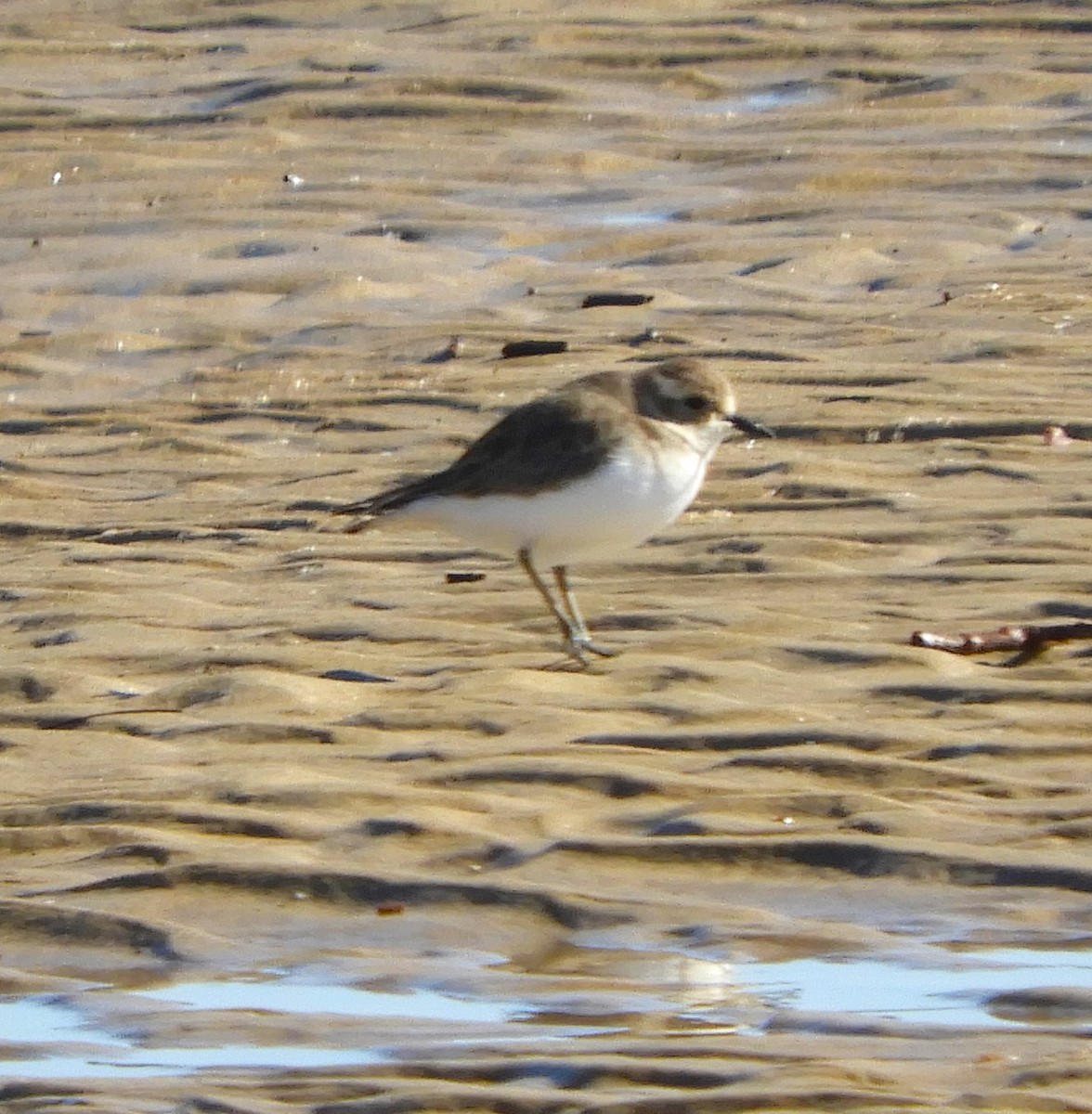 Double-banded Plover - ML620160999