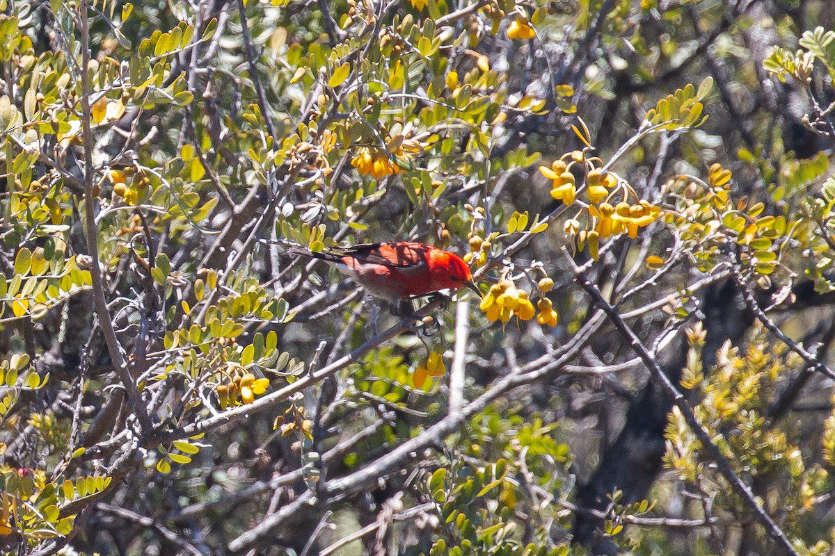 Apapanekleidervogel - ML620161005