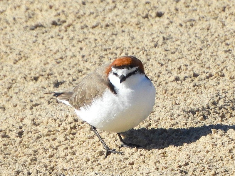 Red-capped Plover - ML620161011