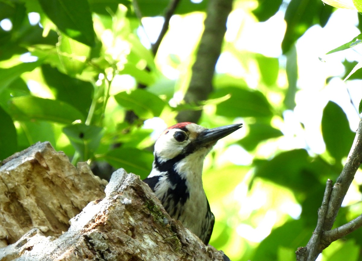 White-backed Woodpecker - ML620161013