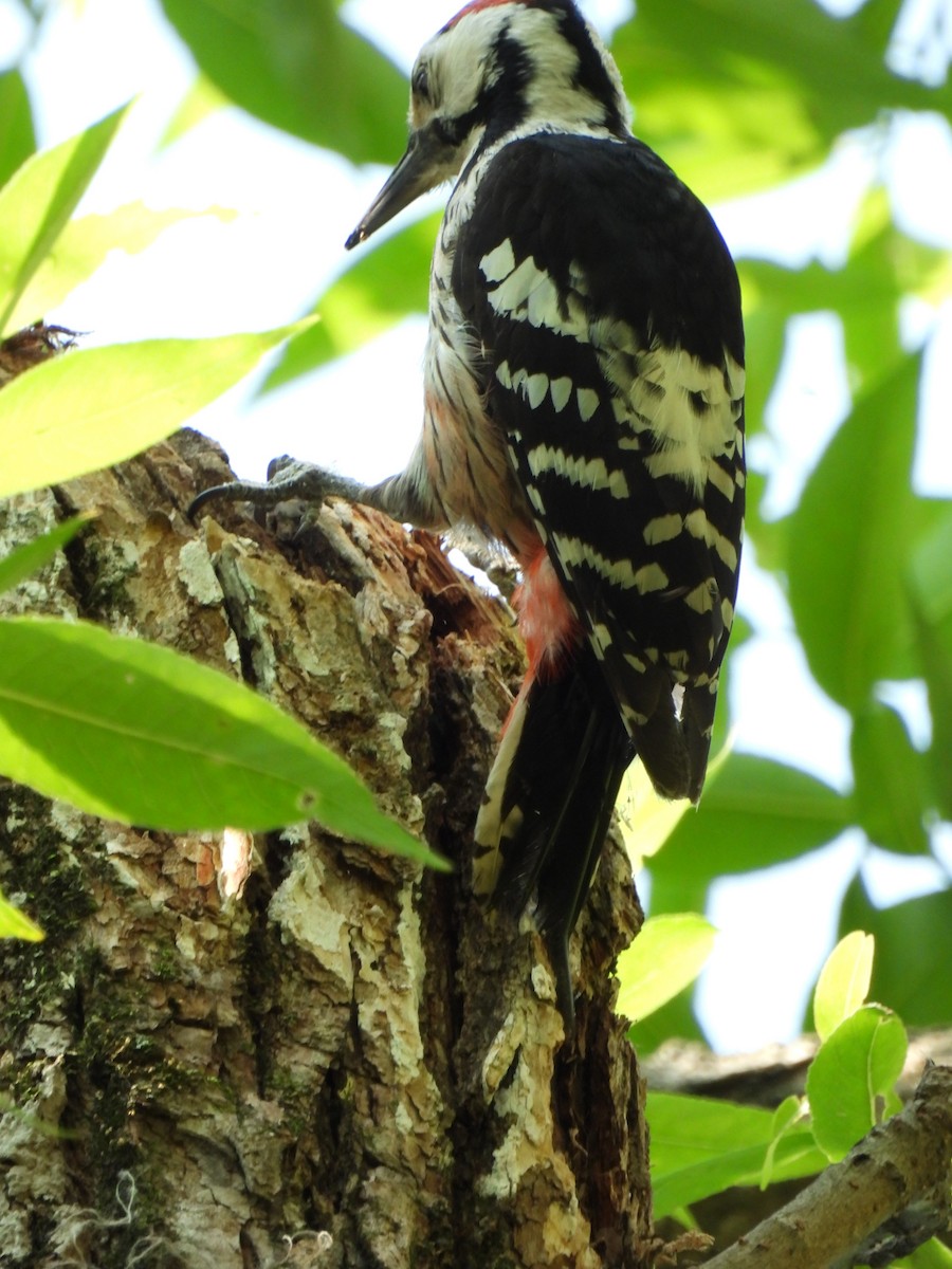 White-backed Woodpecker - ML620161014