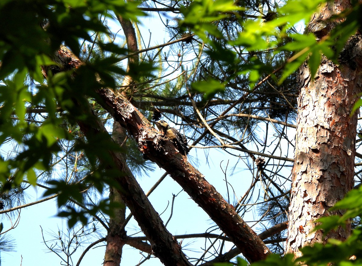 White-backed Woodpecker - ML620161015