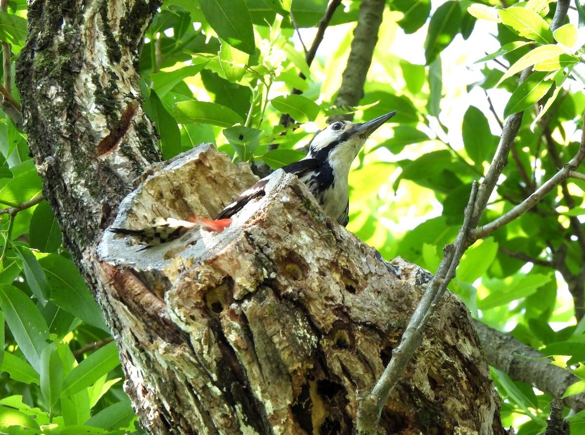 White-backed Woodpecker - ML620161016