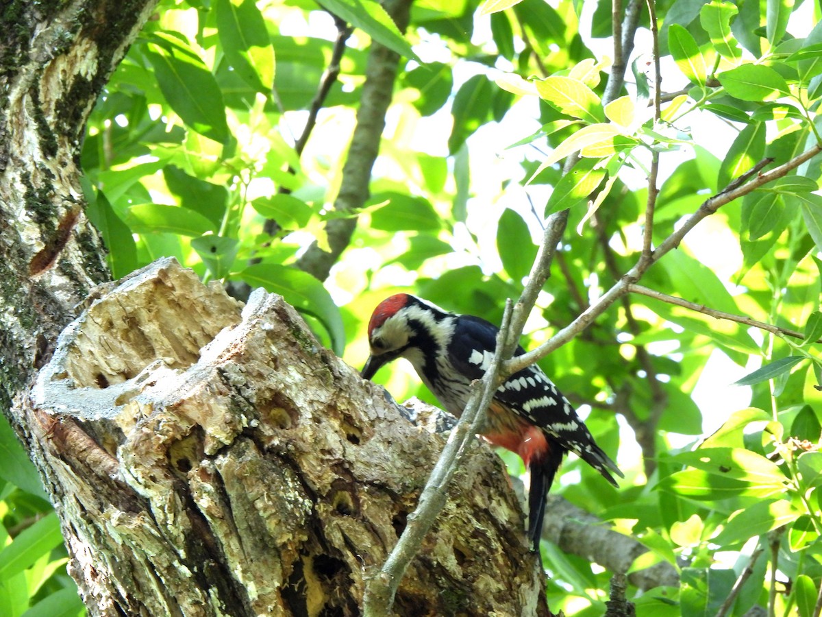 White-backed Woodpecker - ML620161017