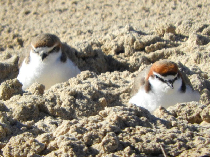 Red-capped Plover - ML620161020