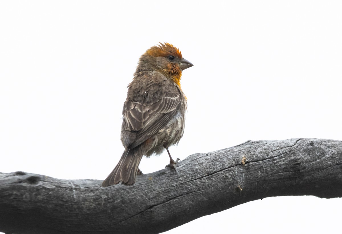 House Finch - Timothy Aarons