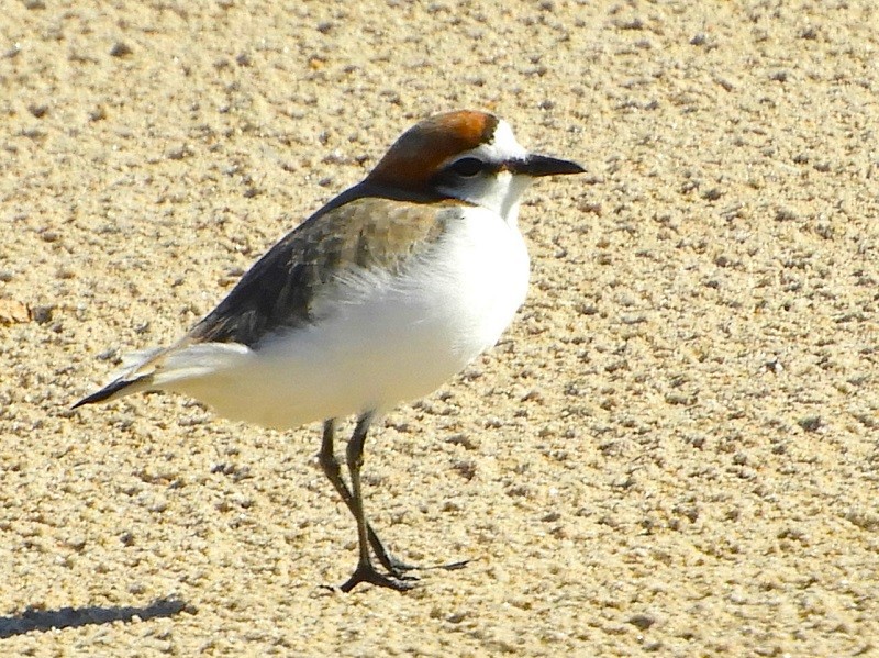 Red-capped Plover - ML620161029