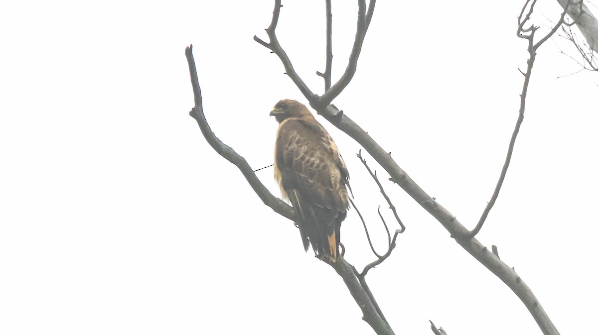 Red-tailed Hawk - ML620161030