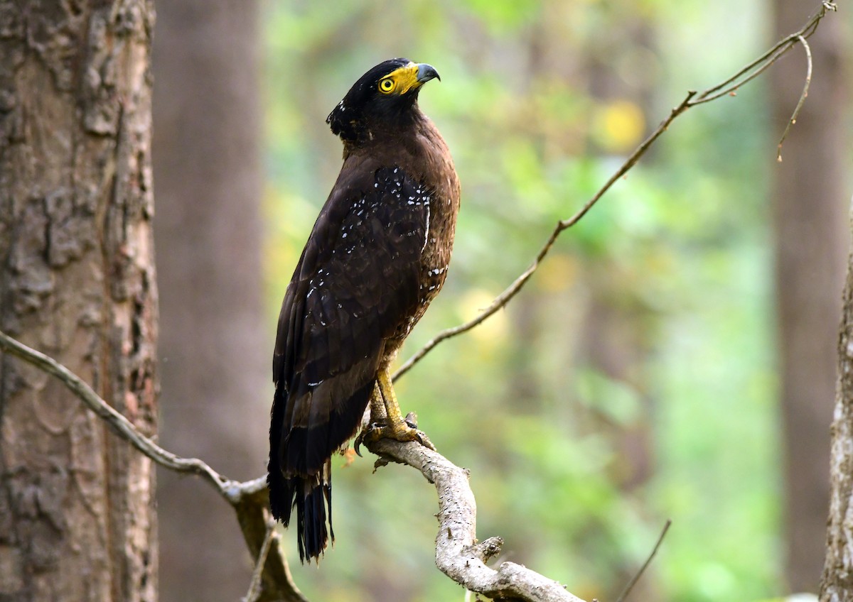 Crested Serpent-Eagle - ML620161031