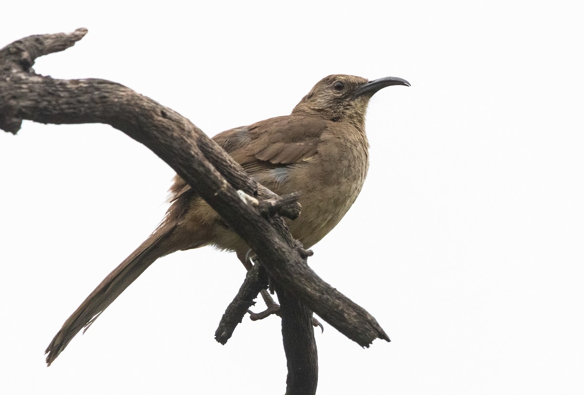 California Thrasher - ML620161032