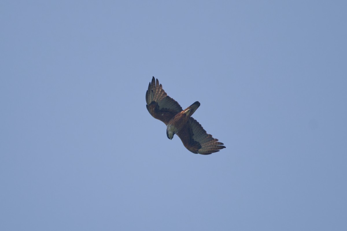 Rufous-bellied Eagle - ML620161048