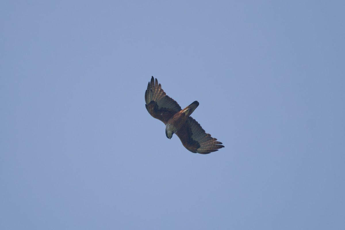 Águila Ventrirroja - ML620161048