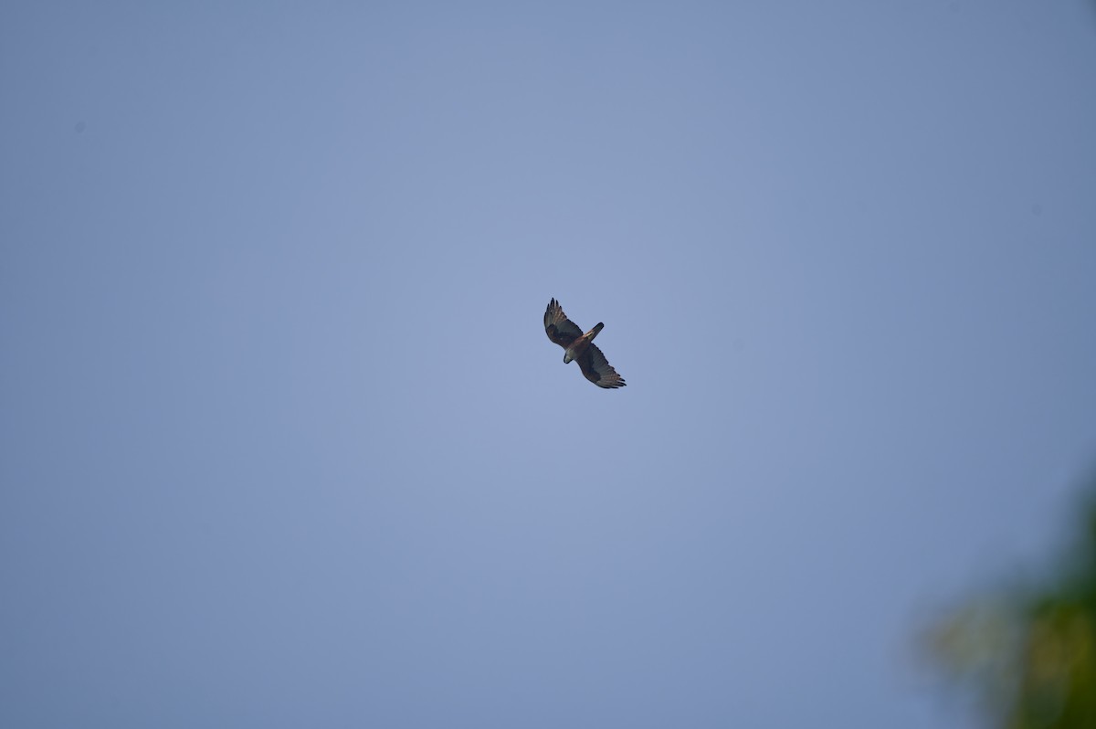 Rufous-bellied Eagle - ML620161049