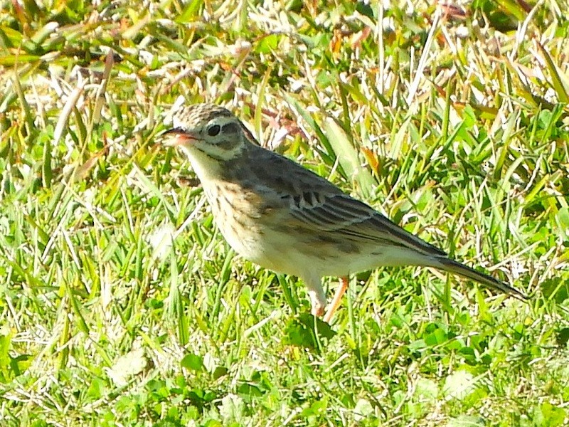 Australian Pipit - ML620161053