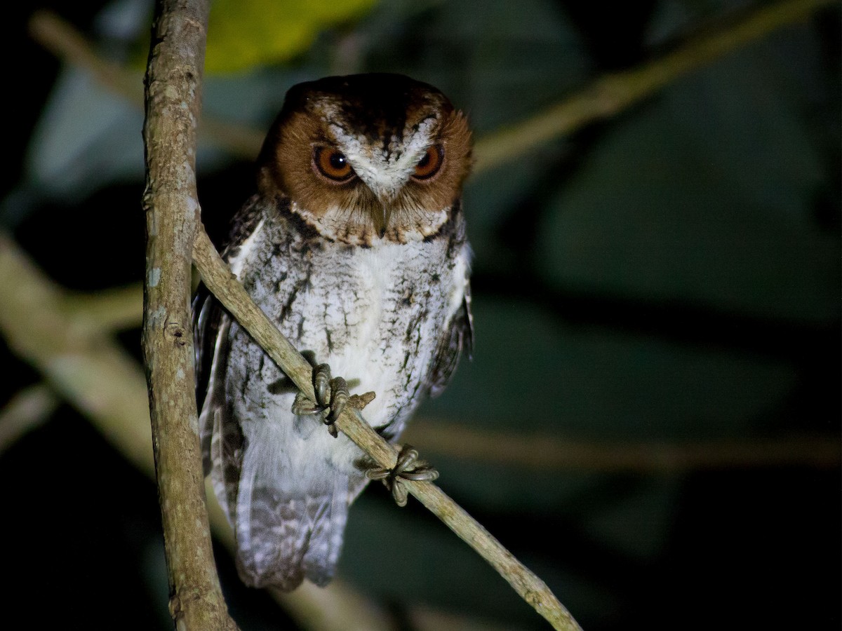 Negros Scops-Owl - ML620161054