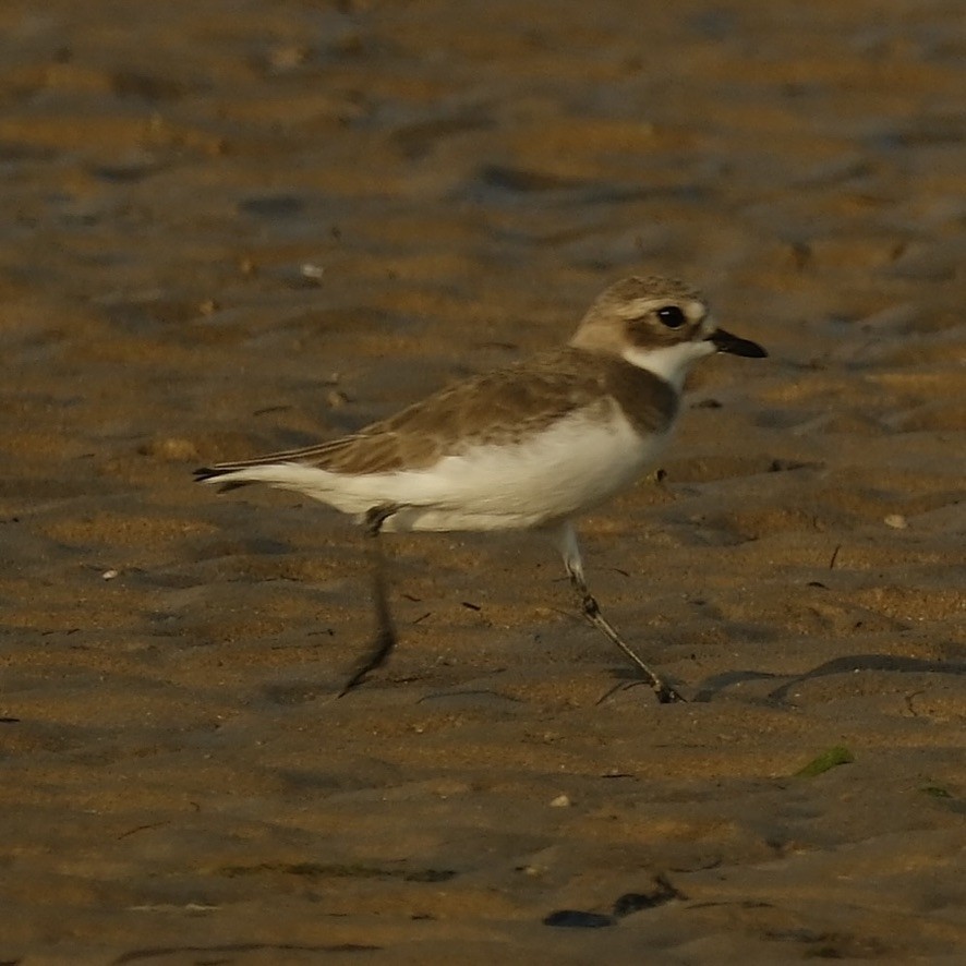 Greater Sand-Plover - ML620161062