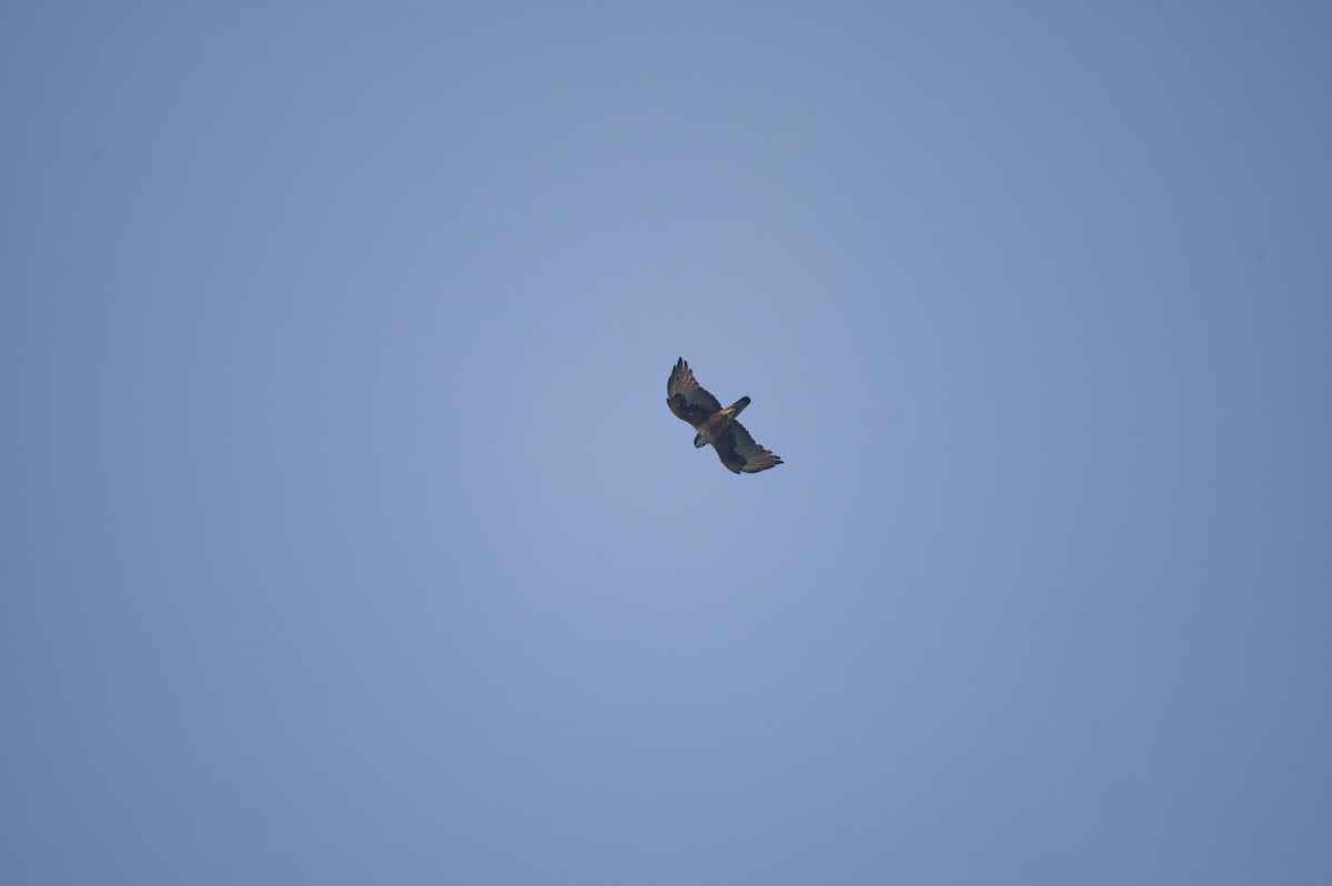 Rufous-bellied Eagle - ML620161063