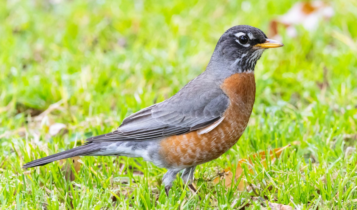 American Robin - ML620161070