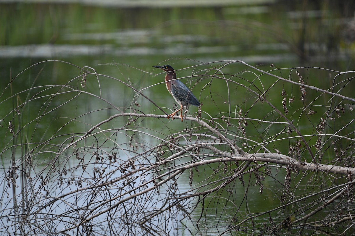 Green Heron - ML620161078