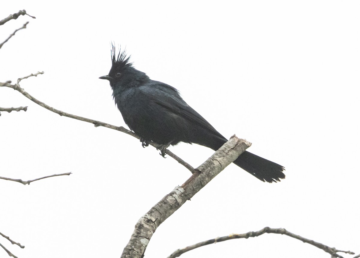 Capulinero Negro - ML620161081