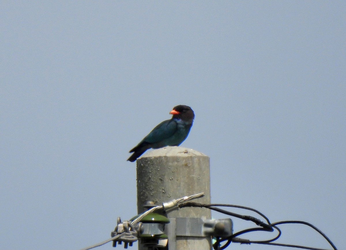 Dollarbird - ML620161086