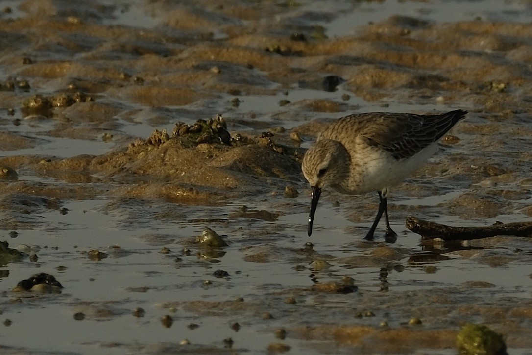 Dunlin - ML620161088