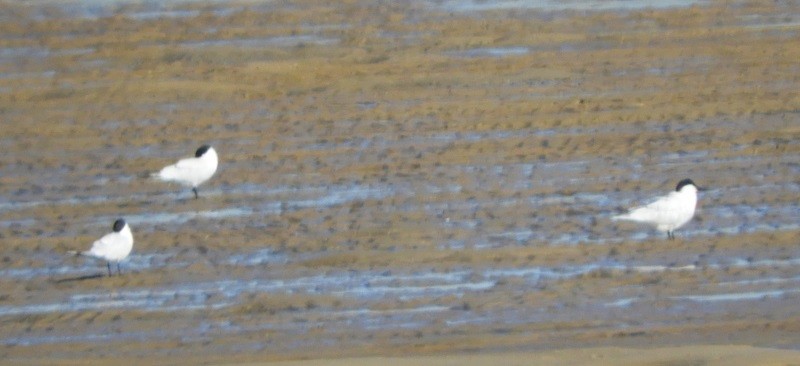 Australian Tern - ML620161092