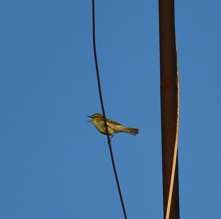 Mosquitero Verdoso - ML620161098