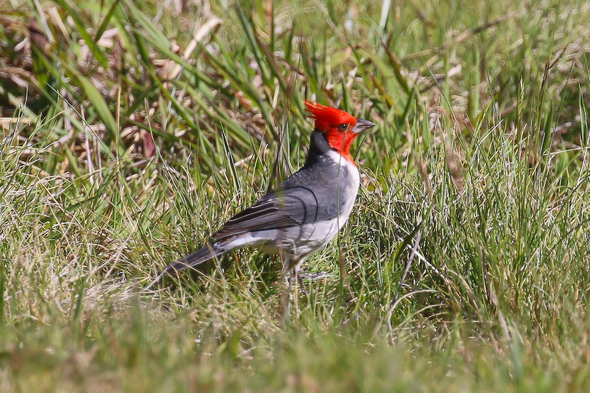 Red-crested Cardinal - ML620161099