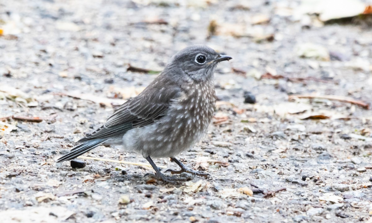 Western Bluebird - ML620161100