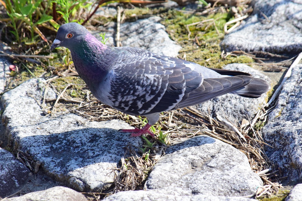 Rock Pigeon (Feral Pigeon) - ML620161103