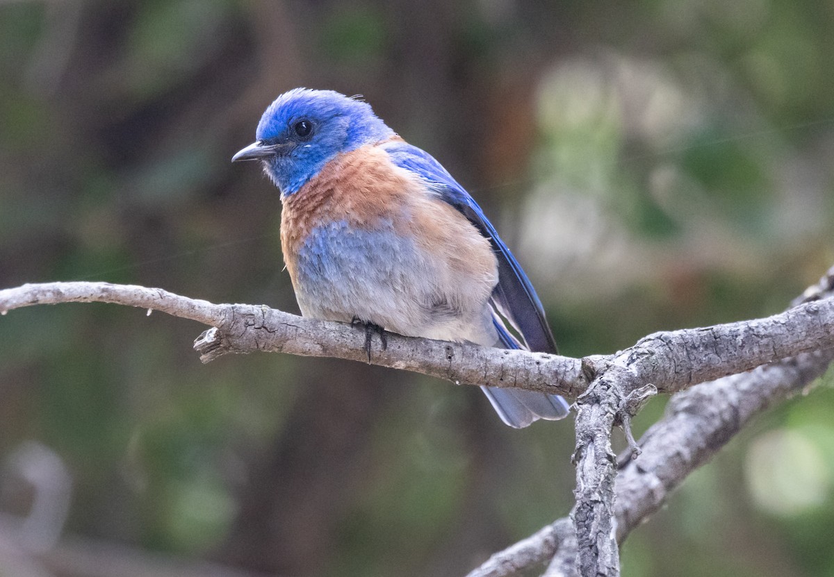 Western Bluebird - ML620161105