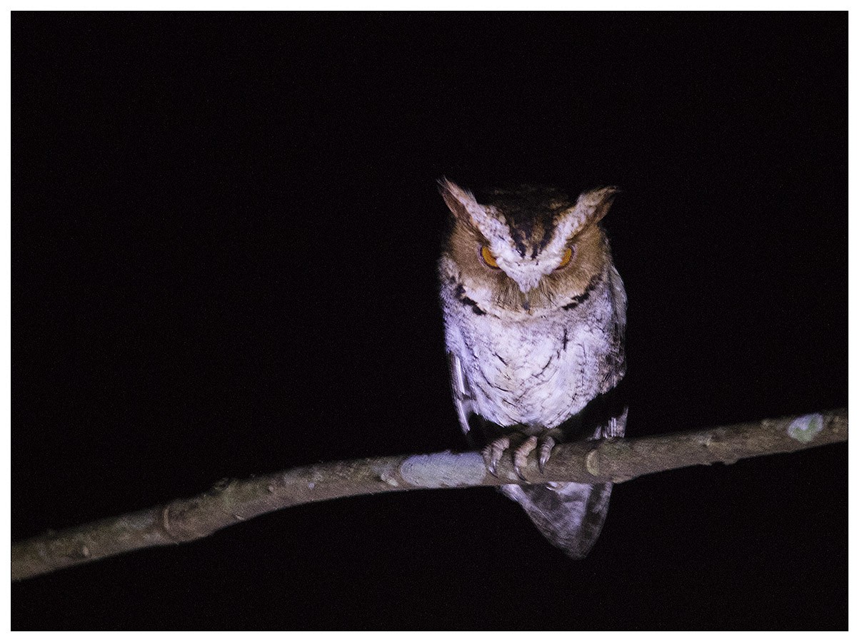 Negros Scops-Owl - ML620161110