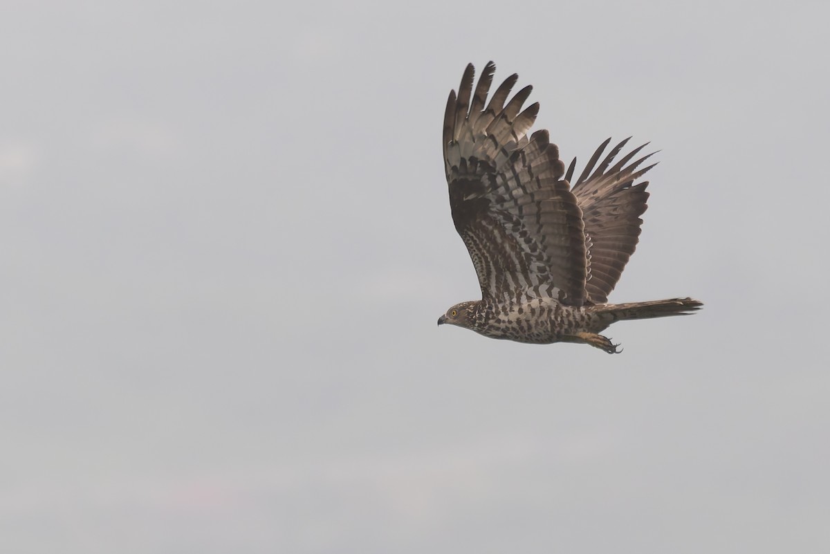 European Honey-buzzard - ML620161126